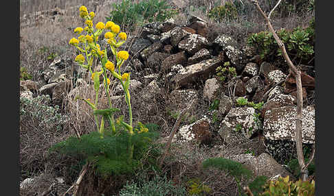 Gemeines Rutenkraut (Ferula communis)