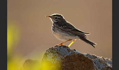 Kanarenpieper (Anthus berthelotii)