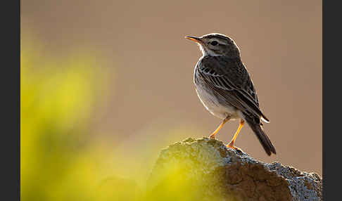 Kanarenpieper (Anthus berthelotii)