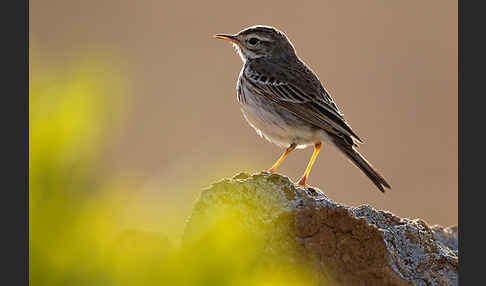 Kanarenpieper (Anthus berthelotii)