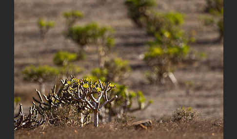 Oleanderblättrige Kleinie (Senecio kleinia)