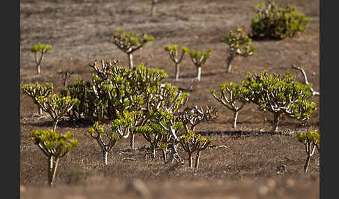 Oleanderblättrige Kleinie (Senecio kleinia)