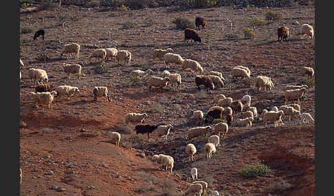 Hausschaf (Ovis gmelini aries)