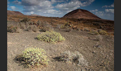 Lanzarote (Kanarische Inseln)