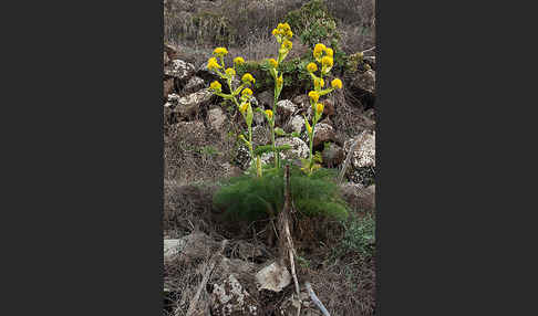 Gemeines Rutenkraut (Ferula communis)