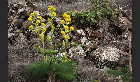 Gemeines Rutenkraut (Ferula communis)