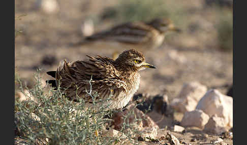 Triel (Burhinus oedicnemus)