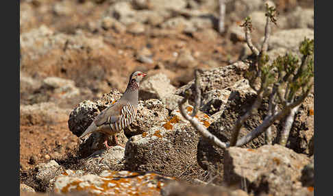 Felsenhuhn (Alectoris barbara)