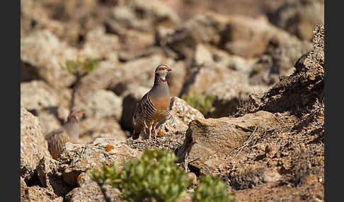 Felsenhuhn (Alectoris barbara)