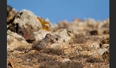 Felsenhuhn (Alectoris barbara)