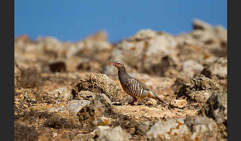 Felsenhuhn (Alectoris barbara)