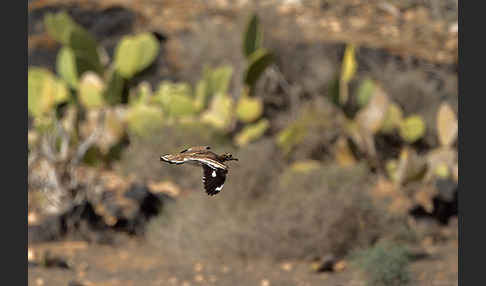 Triel (Burhinus oedicnemus)