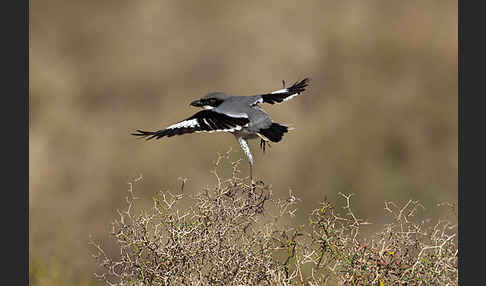 Raubwürger (Lanius excubitor koenigi)