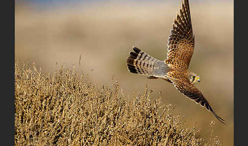 Turmfalke (Falco tinnunculus)