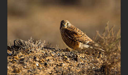 Turmfalke (Falco tinnunculus)