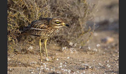 Triel (Burhinus oedicnemus)