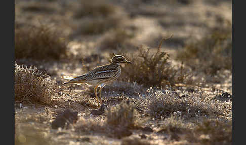 Triel (Burhinus oedicnemus)