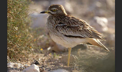 Triel (Burhinus oedicnemus)