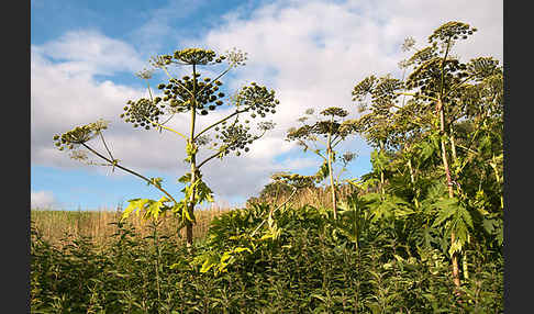 Riesen-Bärenklau (Heracleum mantegazzianum)