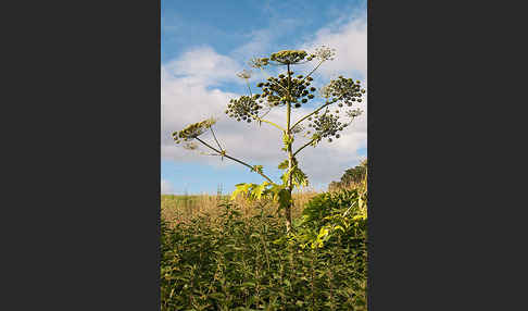 Riesen-Bärenklau (Heracleum mantegazzianum)