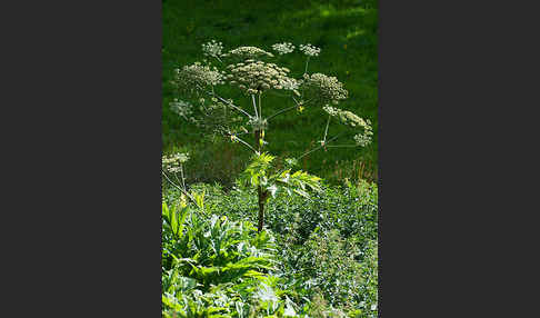 Riesen-Bärenklau (Heracleum mantegazzianum)