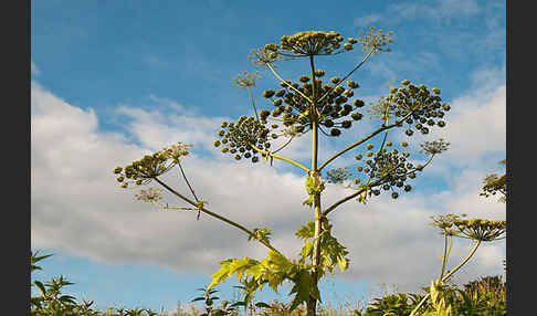 Riesen-Bärenklau (Heracleum mantegazzianum)