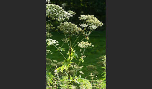 Riesen-Bärenklau (Heracleum mantegazzianum)