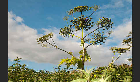 Riesen-Bärenklau (Heracleum mantegazzianum)