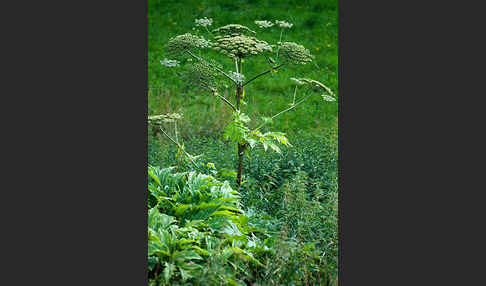 Riesen-Bärenklau (Heracleum mantegazzianum)