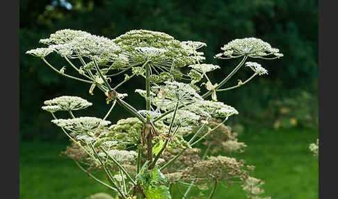 Riesen-Bärenklau (Heracleum mantegazzianum)