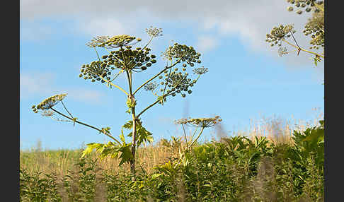 Riesen-Bärenklau (Heracleum mantegazzianum)