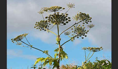 Riesen-Bärenklau (Heracleum mantegazzianum)