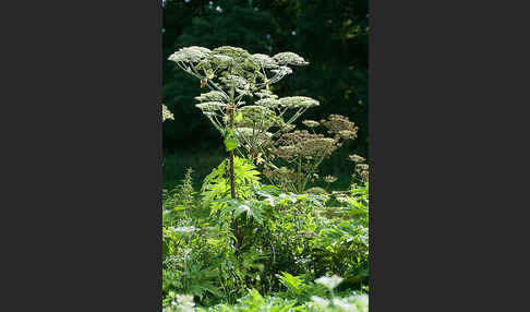 Riesen-Bärenklau (Heracleum mantegazzianum)