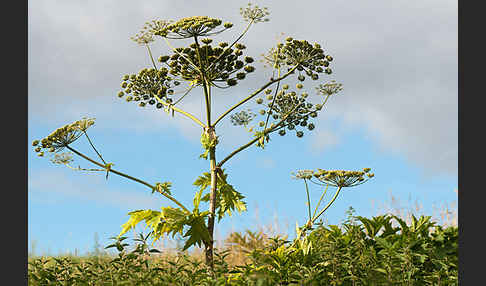 Riesen-Bärenklau (Heracleum mantegazzianum)