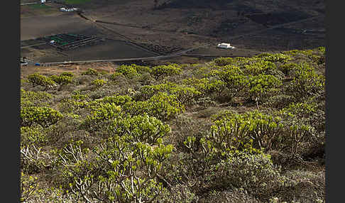 Oleanderblättrige Kleinie (Senecio kleinia)