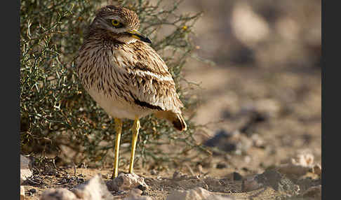 Triel (Burhinus oedicnemus)