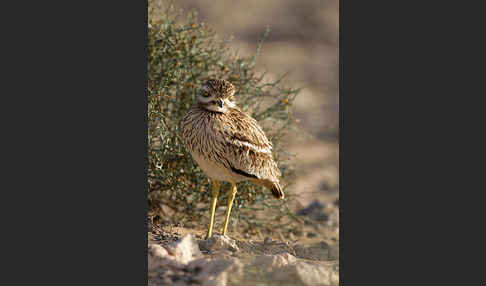 Triel (Burhinus oedicnemus)