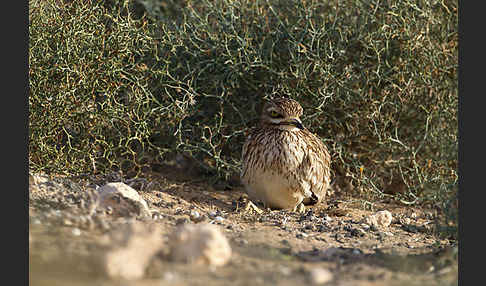 Triel (Burhinus oedicnemus)