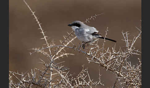 Raubwürger (Lanius excubitor koenigi)