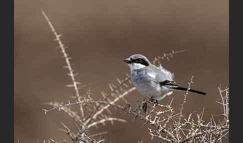 Raubwürger (Lanius excubitor koenigi)