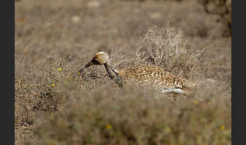 Kragentrappe (Chlamydotis undulata fuerteventurae)