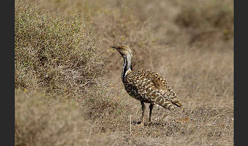 Kragentrappe (Chlamydotis undulata fuerteventurae)