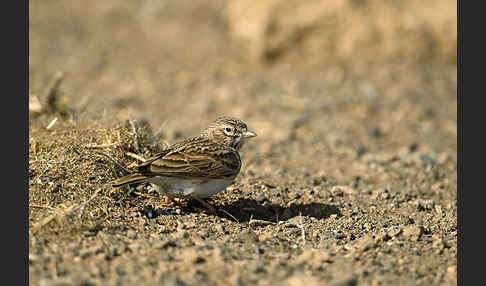 Stummellerche (Calandrella rufescens)