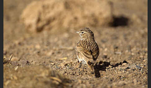 Stummellerche (Calandrella rufescens)