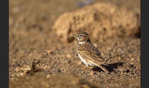 Stummellerche (Calandrella rufescens)