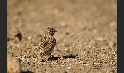 Stummellerche (Calandrella rufescens)