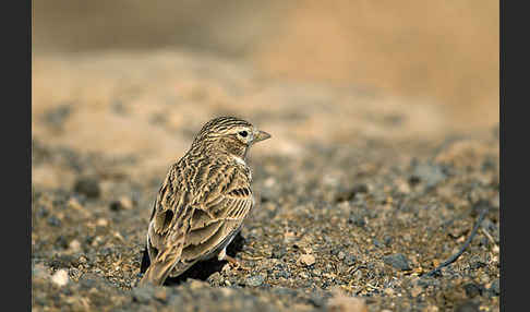 Stummellerche (Calandrella rufescens)