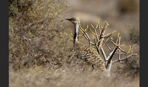 Kragentrappe (Chlamydotis undulata fuerteventurae)