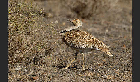 Kragentrappe (Chlamydotis undulata fuerteventurae)