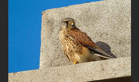 Turmfalke (Falco tinnunculus)